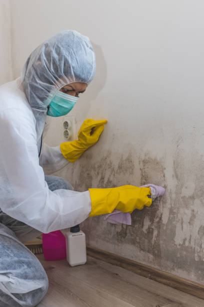 Best Basement Mold Removal  in Gibraltar, MI